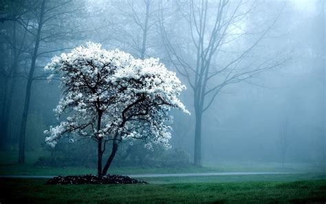 wallpaper pictures|pc backgrounds.